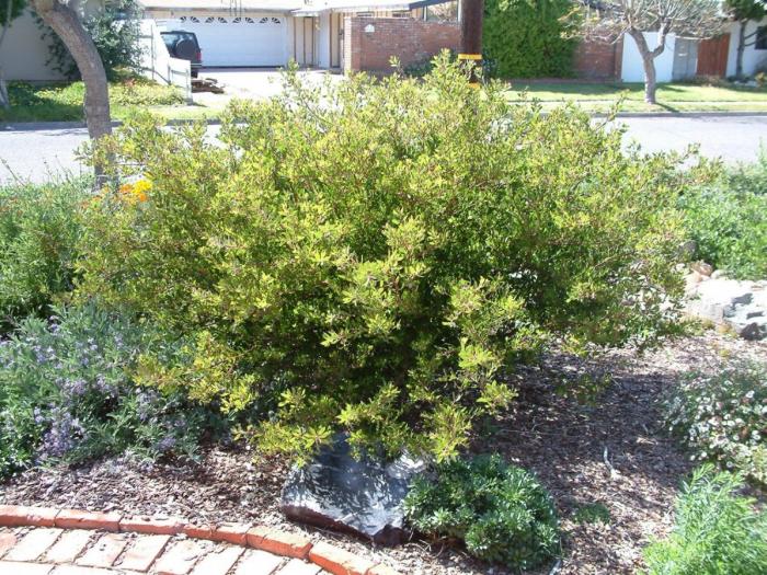 Plant photo of: Arctostaphylos bakeri 'Louis Edmunds'