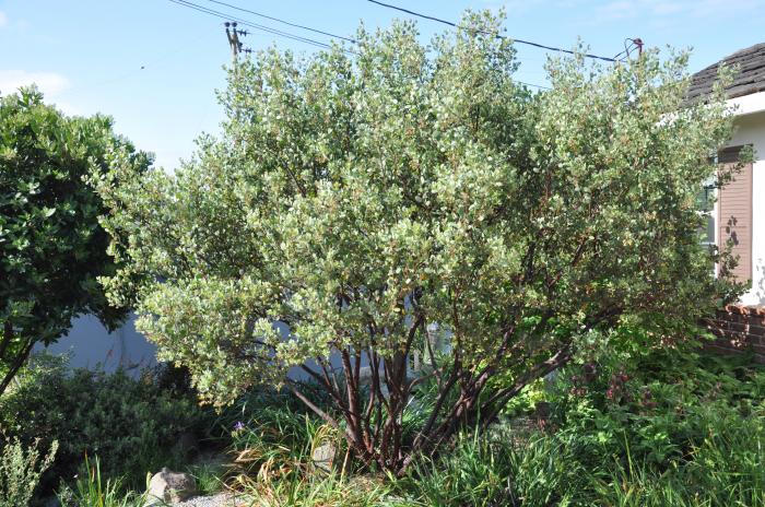 Plant photo of: Arctostaphylos bakeri 'Louis Edmunds'