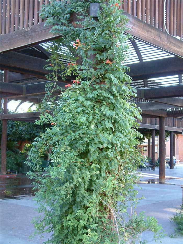 Plant photo of: Campsis radicans