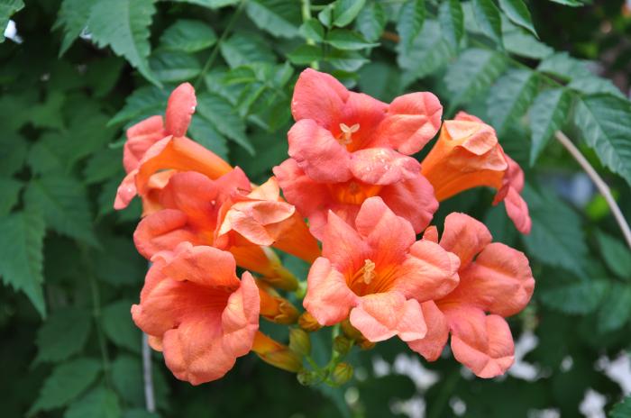 Plant photo of: Campsis radicans