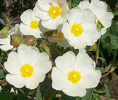 Plant photo of: Cistus hybridus