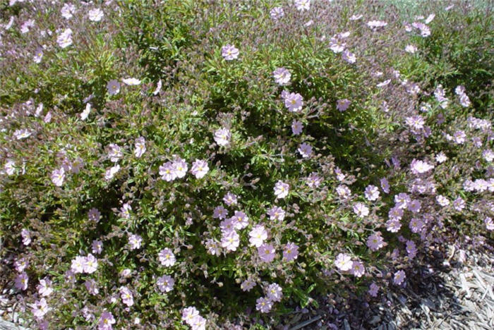 Cistus X skanbergii