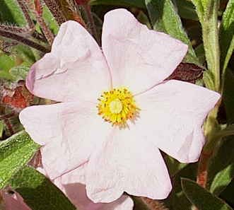 Plant photo of: Cistus X skanbergii