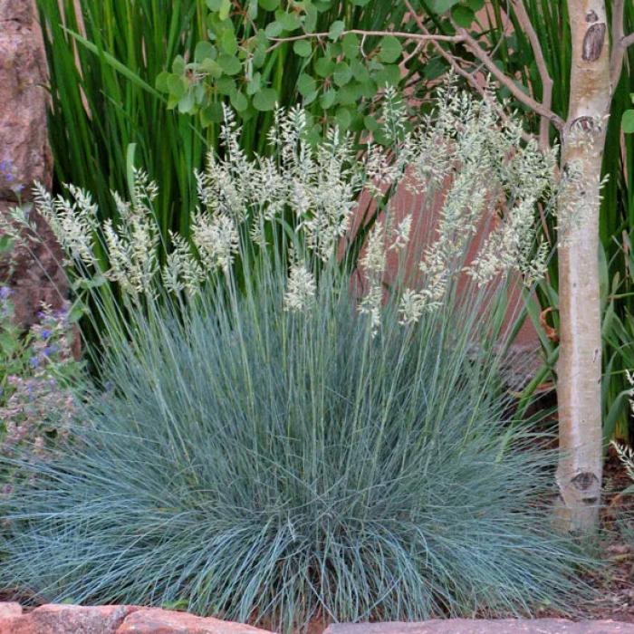 Plant photo of: Festuca 'Siskyou Blue'