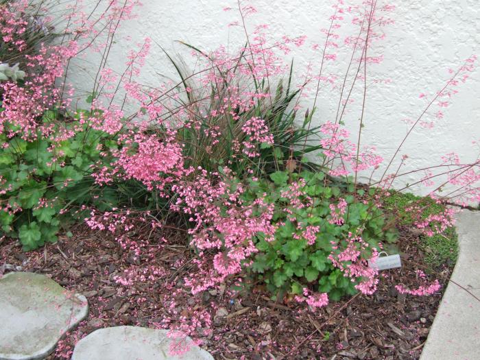 Plant photo of: Heuchera 'Wendy'