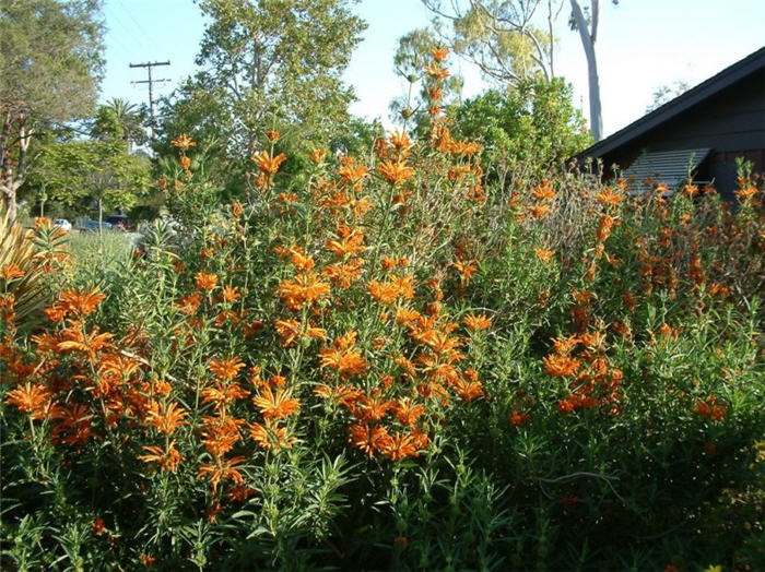 Plant photo of: Leonotis leonorus