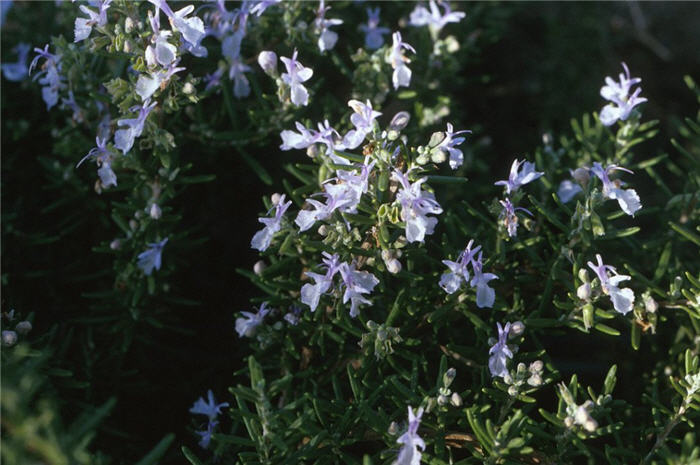 Plant photo of: Rosmarinus officinalis 'Huntington Carpe