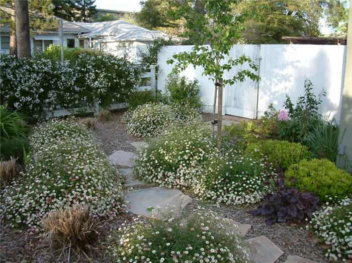 Plant photo of: Erigeron karvinskianus