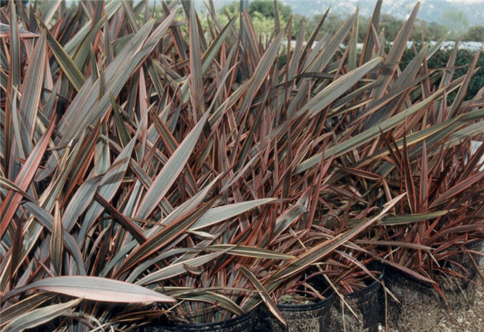 Sundowner Flax