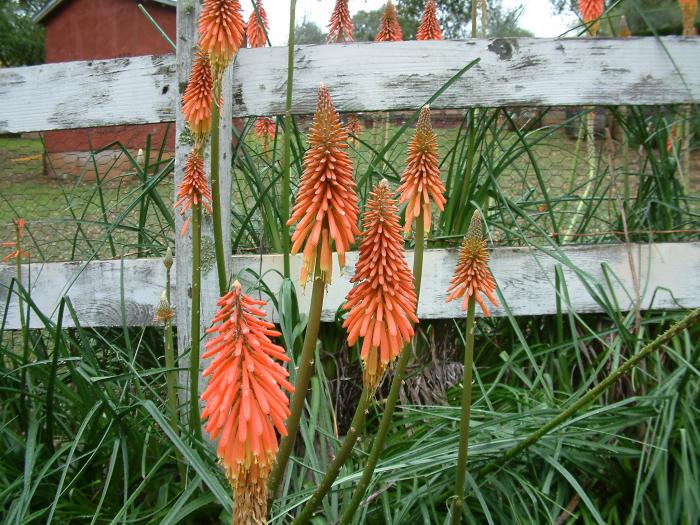 Plant photo of: Kniphofia uvaria