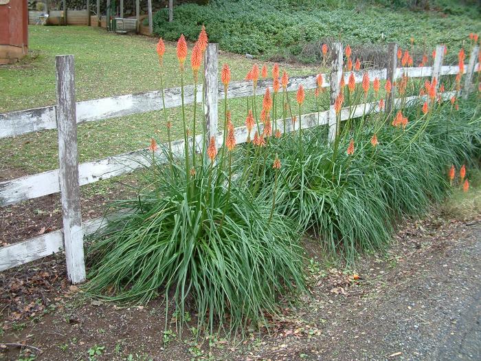 Plant photo of: Kniphofia uvaria