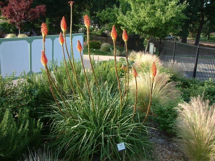 Plant photo of: Kniphofia uvaria