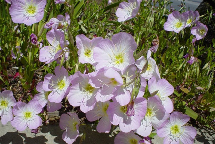 Plant photo of: Oenothera speciosa