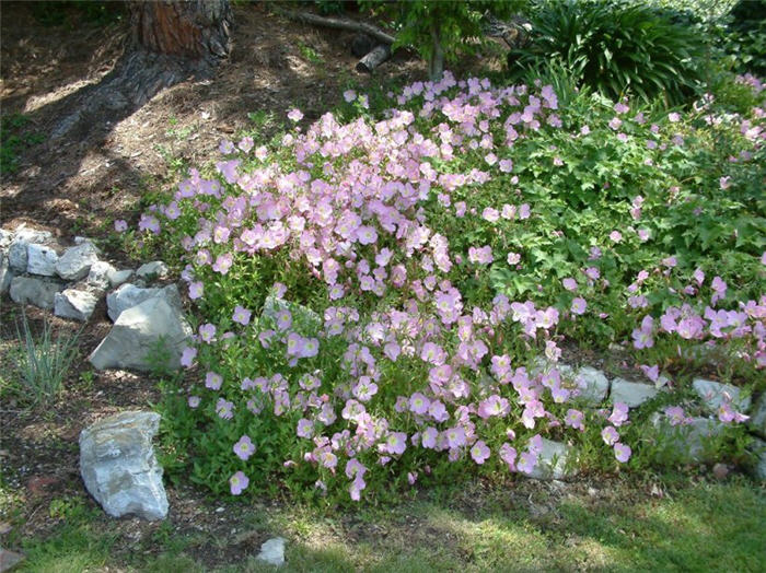 Plant photo of: Oenothera speciosa