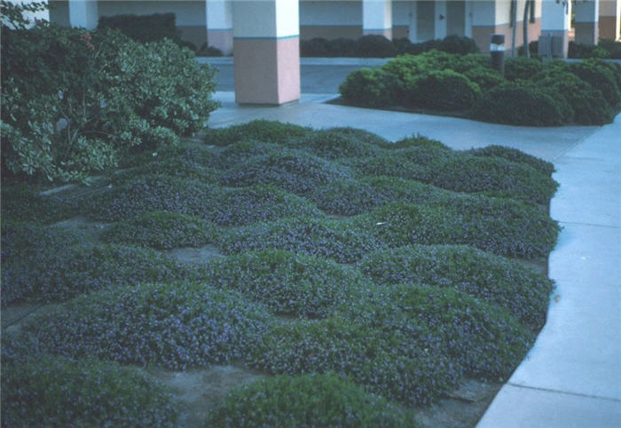 Plant photo of: Scaevola albida 'Mauve Clusters'