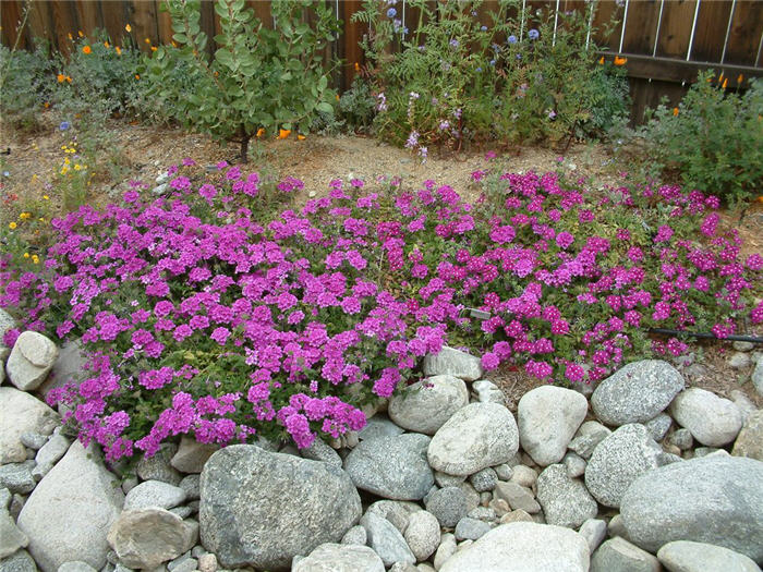 Peruviana Verbena