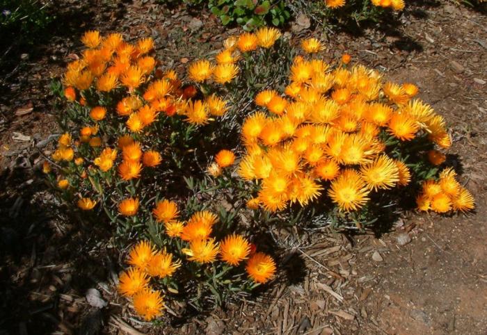 Plant photo of: Lampranthus aurantiacus