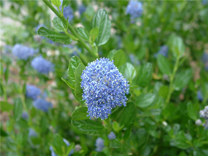 Plant photo of: Ceanothus thyrsiflorus 'Skylark'