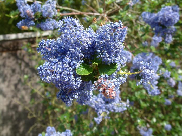 Plant photo of: Ceanothus thyrsiflorus 'Skylark'