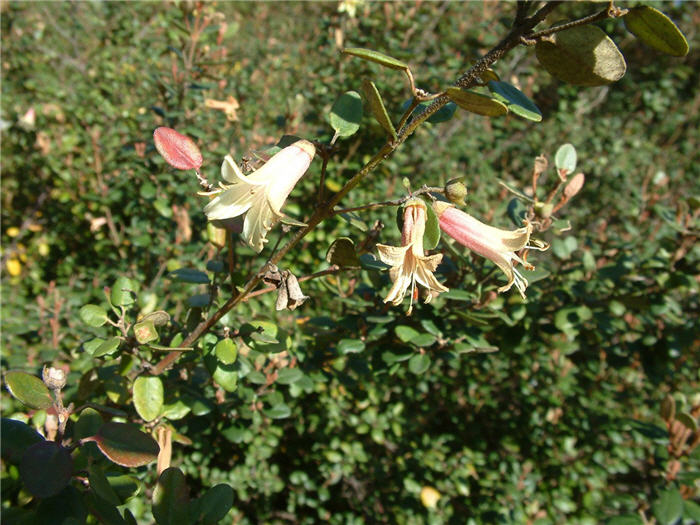 Correa 'Ivory Bells'