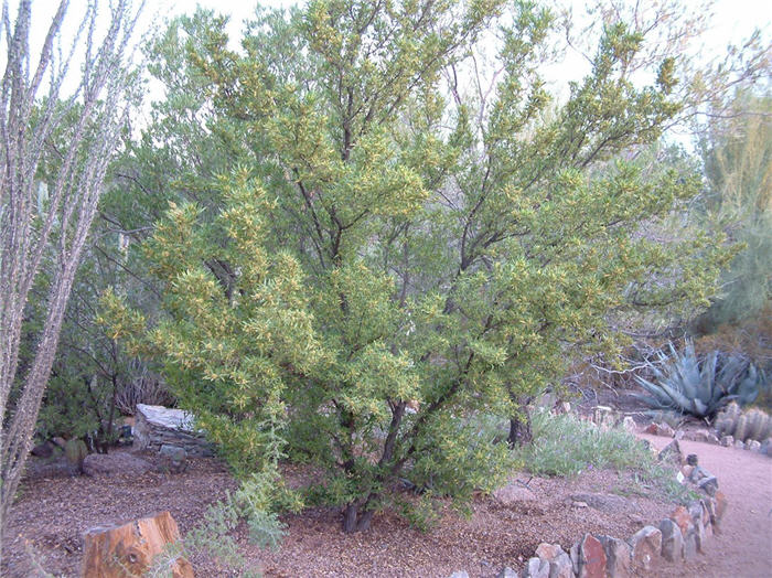 Plant photo of: Dodonaea viscosa