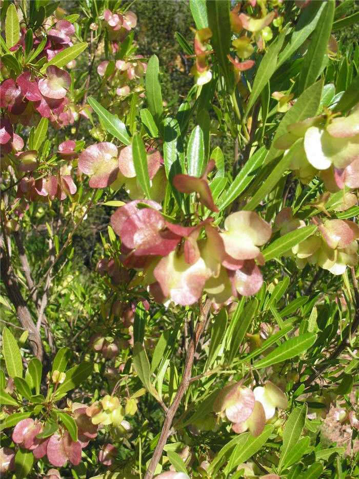 Plant photo of: Dodonaea viscosa