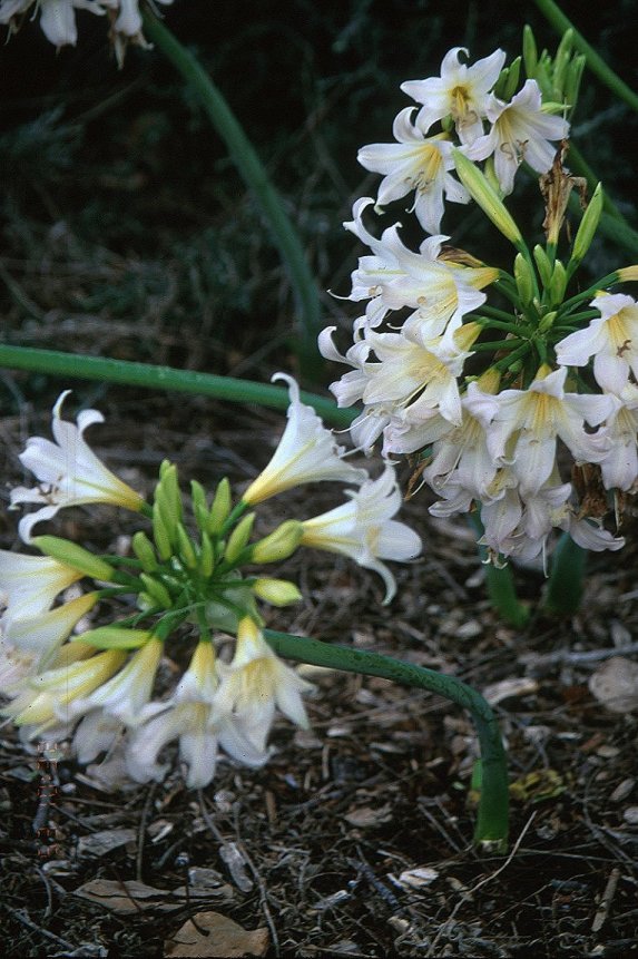 Belladonna  or Naked Lady Lily