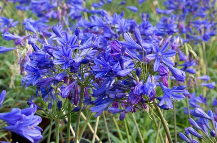 Plant photo of: Agapanthus 'Little Blue Fountain'