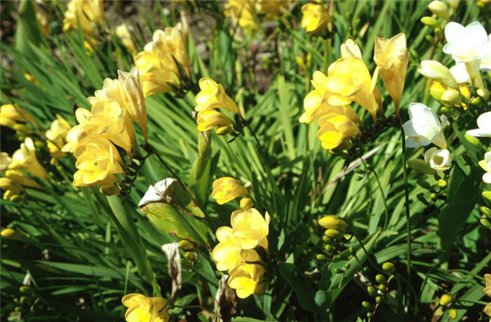 Freesia hybrids