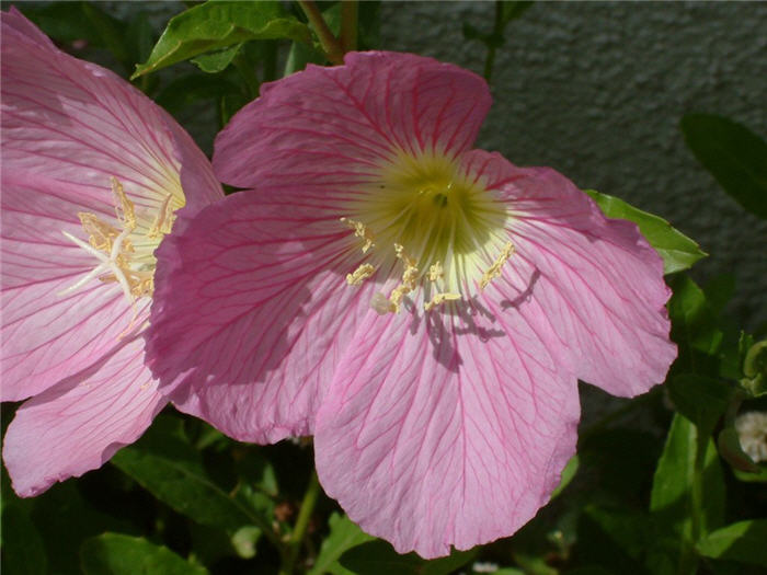 Pink Evening Primrose