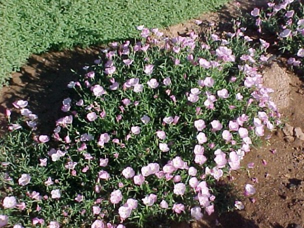 Plant photo of: Oenothera speciosa 'Siskiyou'