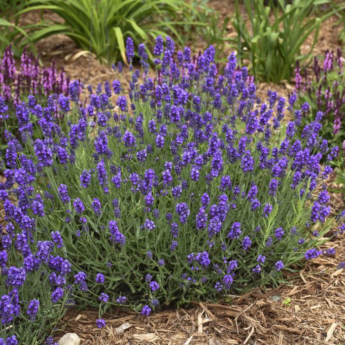 Lavandula ang. 'Sweet Romance'