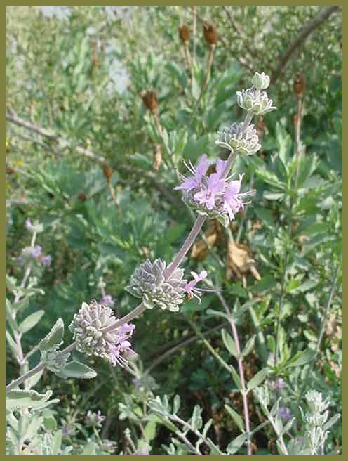 Plant photo of: Salvia leucophylla 'Point Sal Sprender'