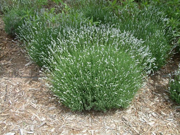 Plant photo of: Lavandula angustifolia 'Nana Alba'