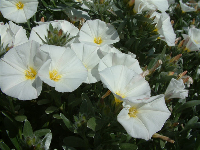 Plant photo of: Convolvulus cneorum