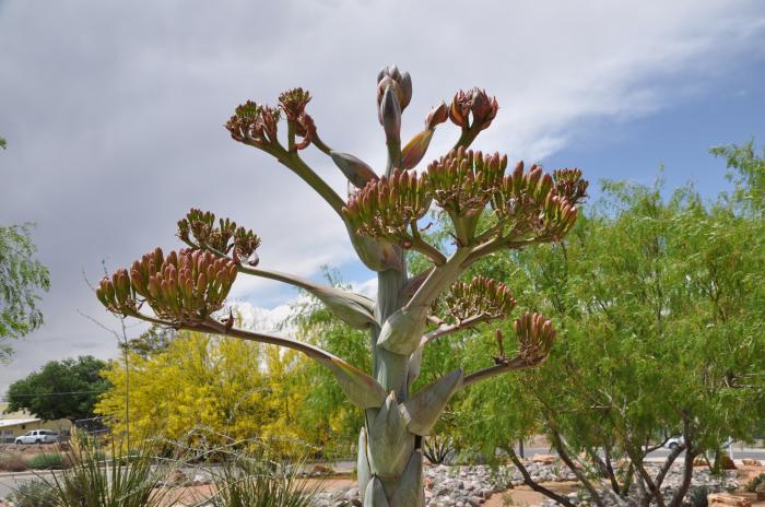 Plant photo of: Agave parryi v. truncata