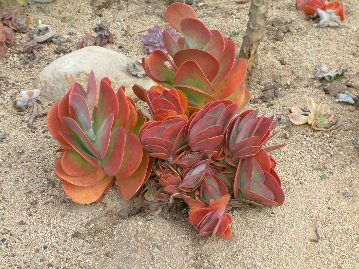 Plant photo of: Kalanchoe luciae