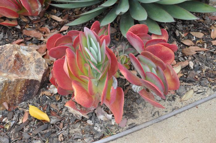 Plant photo of: Kalanchoe luciae