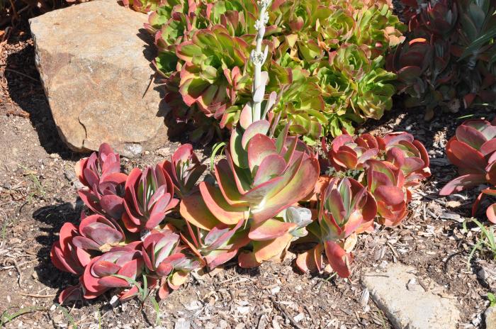 Plant photo of: Kalanchoe luciae