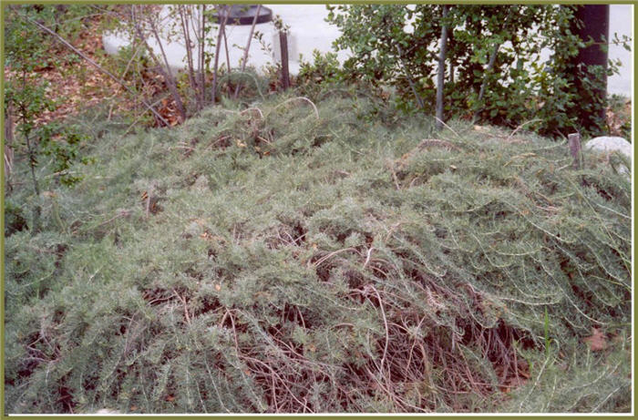 Canyon's Gray Sagebrush