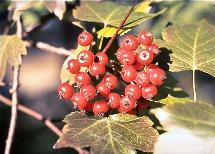 Plant photo of: Crataegus phaenopyrum