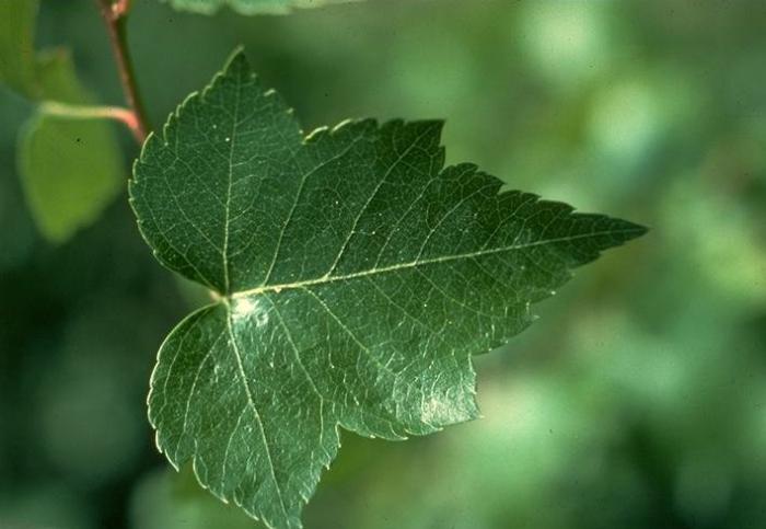 Plant photo of: Crataegus phaenopyrum