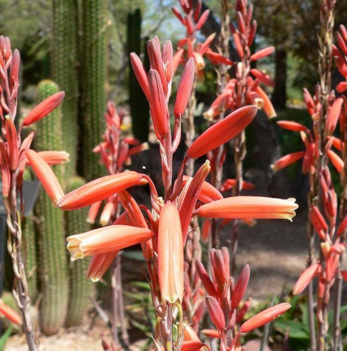 Plant photo of: Aloe 'Blue Elf'