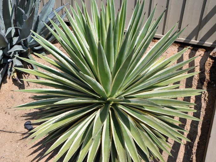 Variegated Carribean Agave