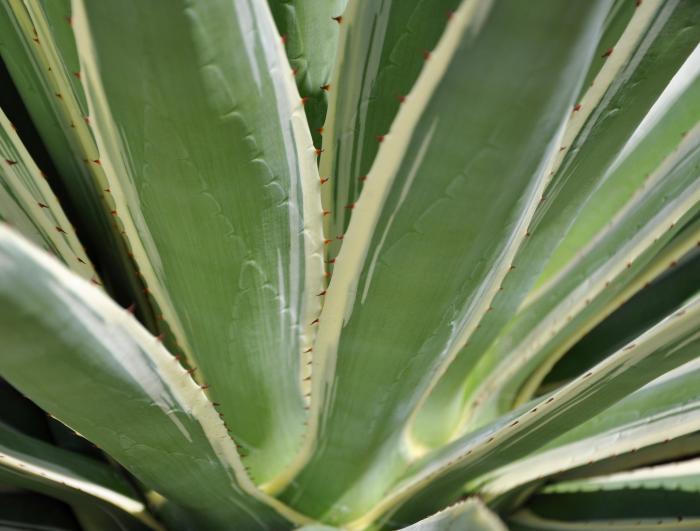 Plant photo of: Agave angustifolia 'Variegata'