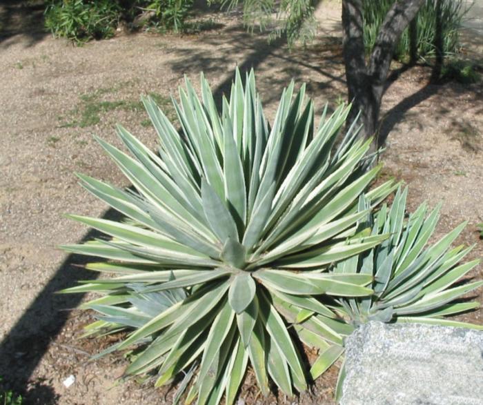 Plant photo of: Agave angustifolia 'Variegata'