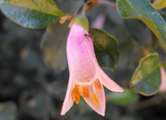 Plant photo of: Correa pulchella