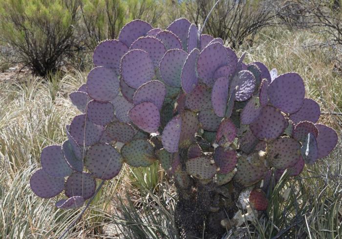 Purple Prickly Pear