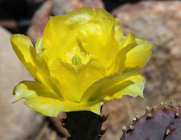 Plant photo of: Opuntia santa-rita 'Tubaca'