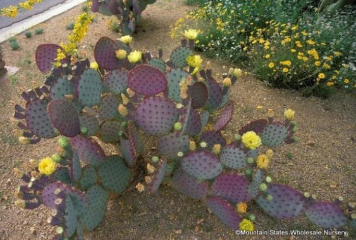 Plant photo of: Opuntia santa-rita 'Tubaca'